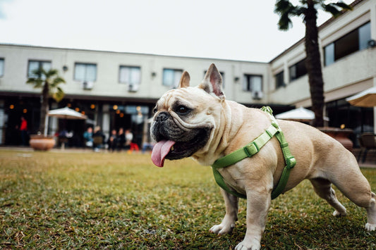 7 puntos a tener en cuenta para tu perro en los días de más calor