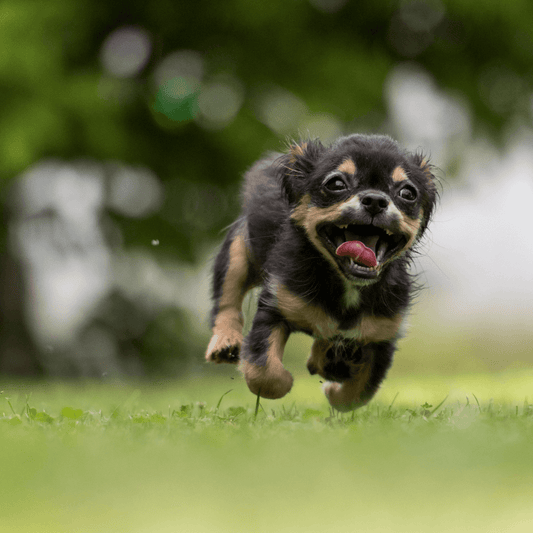 alimentación adecuada y los requisitos nutricionales de tu perro