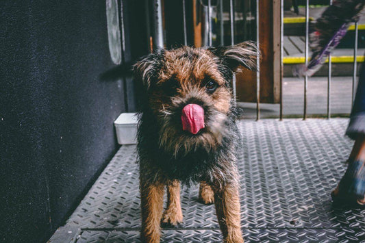 Cuida a tu perro correctamente cuando hace frío y evita problemas