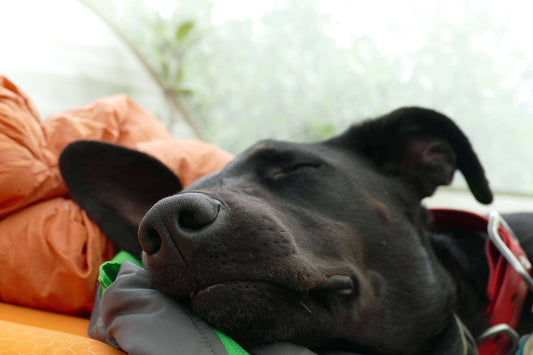 Los 9 cuidados esenciales para tener un perro sano