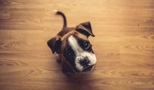 Psicología canina, ¡las bases para educar mejor a tu perro!