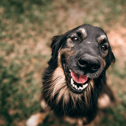 fortalecer el vínculo con tu perro