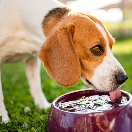 La importancia del agua en la dieta de tu perro: claves para una hidratación saludable