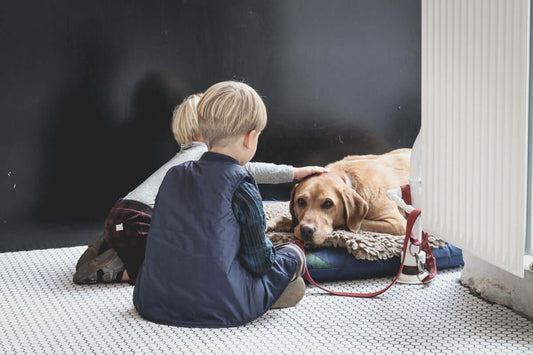 Perros que trabajan con psicólogos, las nuevas terapias con perros