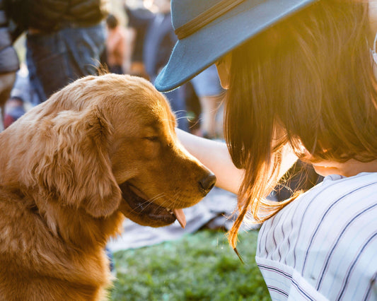 ¿Por qué cada vez es más común la expresión “Perro-hijo”?