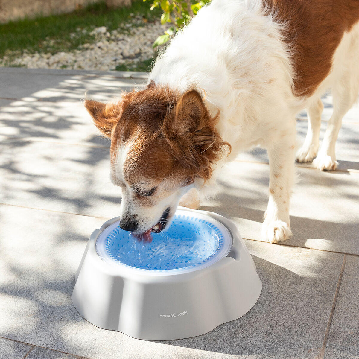 Bebedero Refrescante para Mascotas – Agua Siempre Fresca, Incluso en Verano