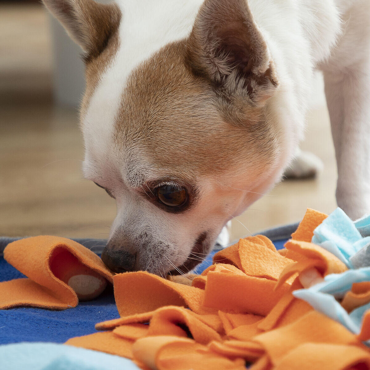 Alfombra Olfativa para Mascotas – Juego, Estimulación y Diversión en un Solo Lugar