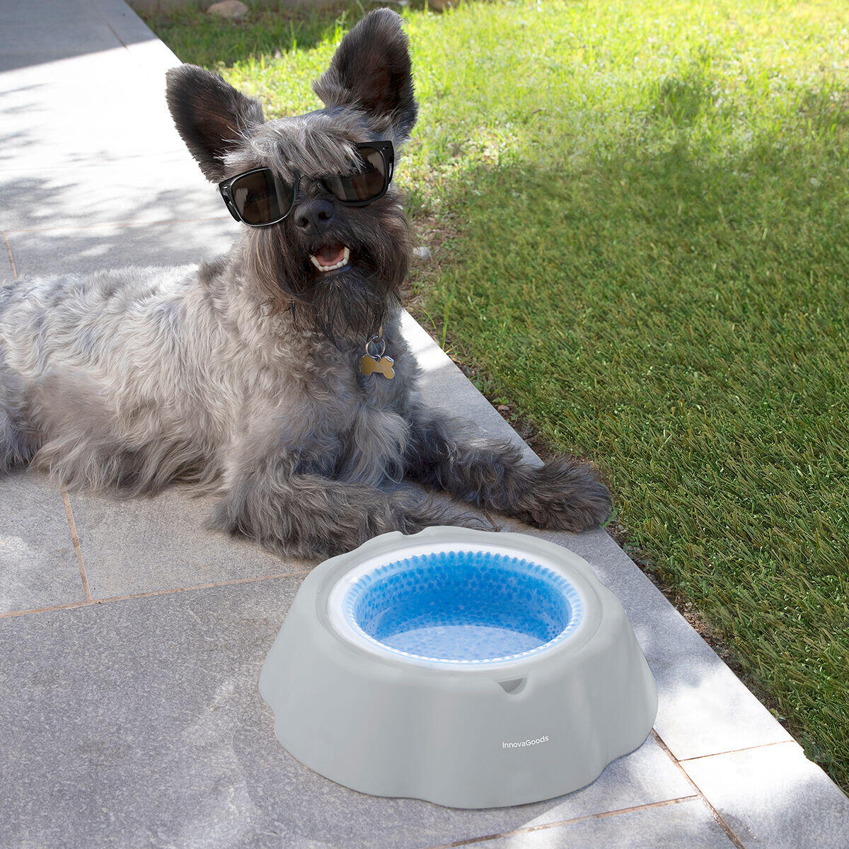 Bebedero Refrescante para Mascotas – Agua Siempre Fresca, Incluso en Verano