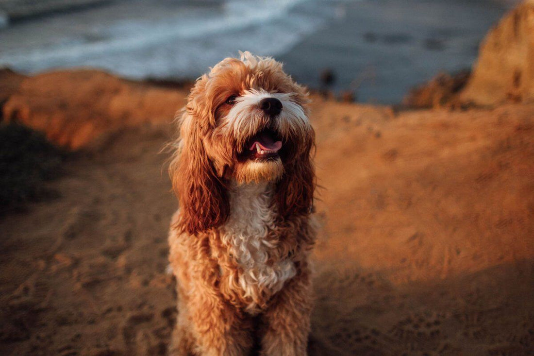 Comunicación Interespecies: ¿Es posible comunicarse con los perros gracias al pensamiento?
