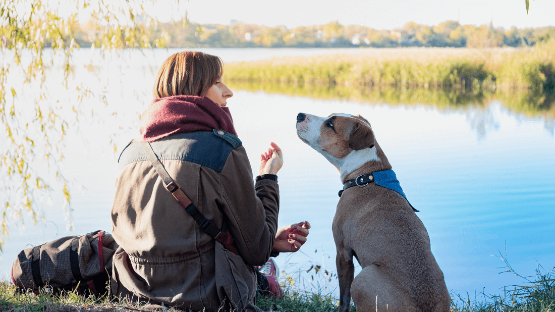 Entendiendo a tu Compañero Peludo: Descifrando el Intrigante Lenguaje de tu Perro para una Relación más Profunda