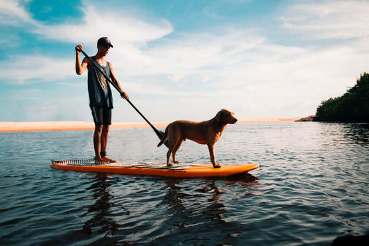 Deportes de verano con perros ¿Cuáles hacer?