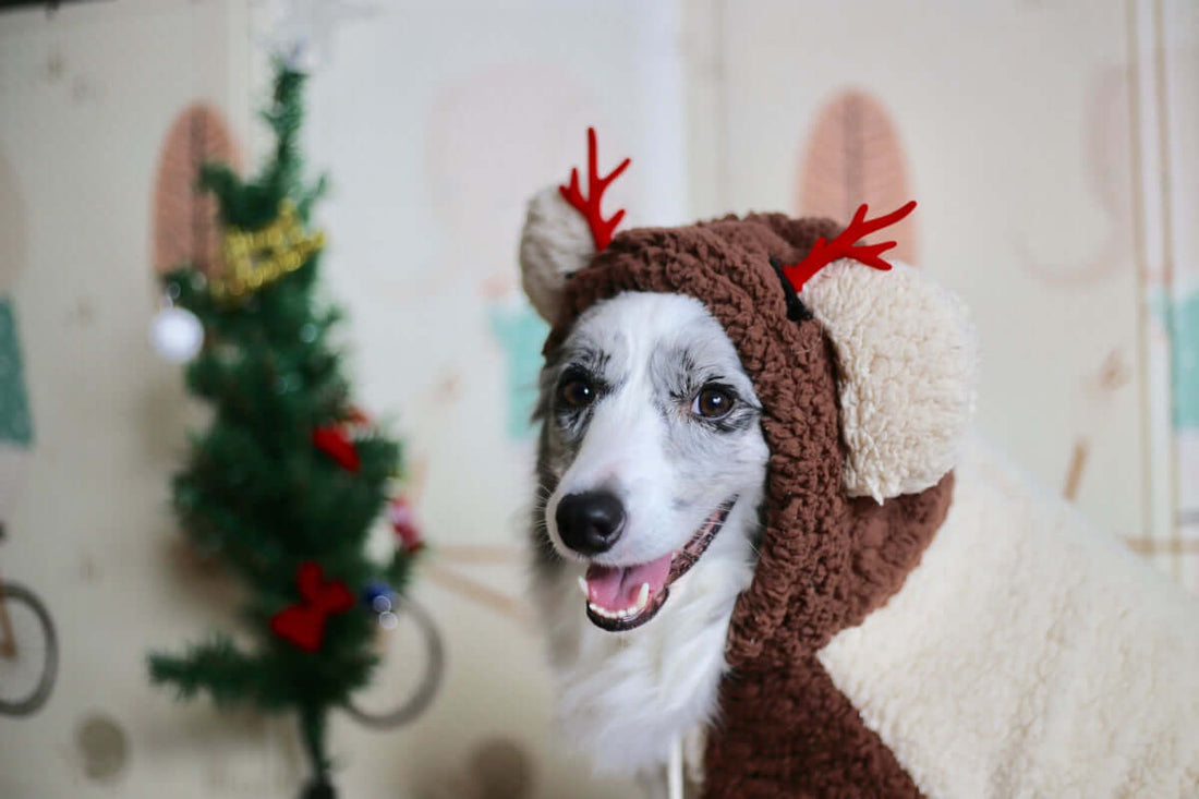 Guía de compras de Navidad para perros 2020 ¡la lista que no te debes perder!