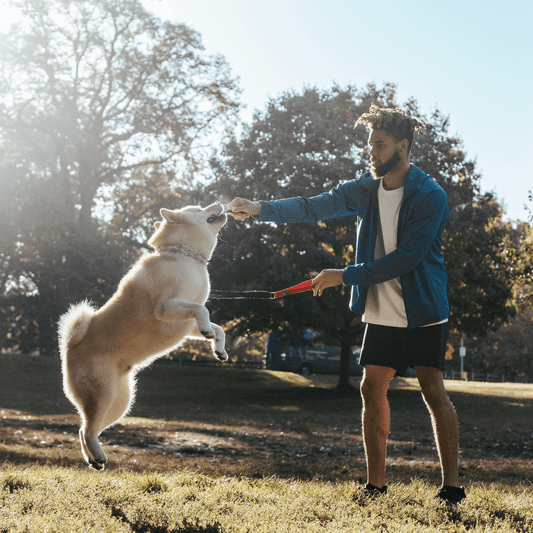 Cómo mejorar la relación entre dueño y perro a través del entrenamiento y adiestramiento