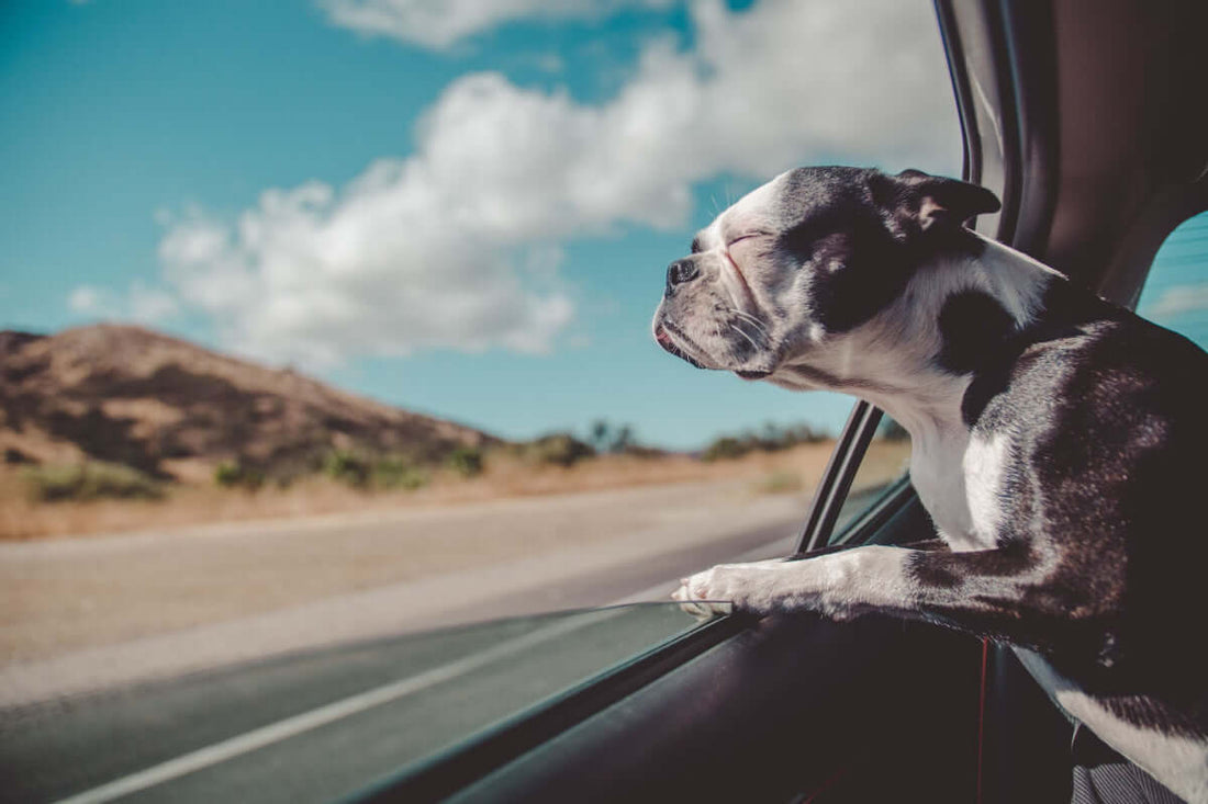 ¿Me pueden multar por llevar al perro suelto en el asiento trasero del coche?