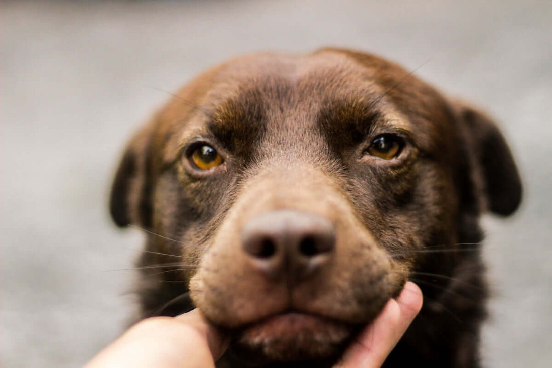 Cómo detectar el maltrato animal