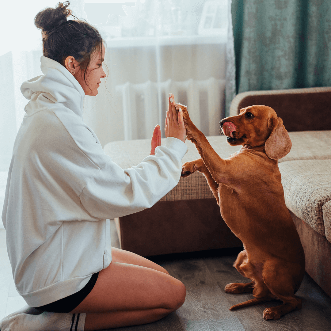 Juegos y Actividades para Enriquecer la Vida de tu Perro: Comunicación y Vínculo Afectivo