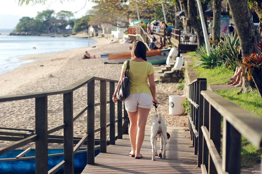 Cómo viajar con mi perro en tiempos de Covid-19