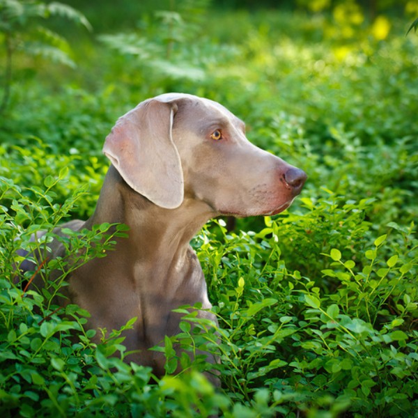 Cómo Crear un Jardín Saludable para Mascotas: Plantas Seguras, Beneficios y Diseño Natural